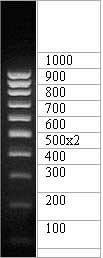 ДНК-маркер 1000/10C, 10 фрагментов от 100 до 1000 п.н. 500 (2х); концентрат 0,5 мг/мл, diaGene
