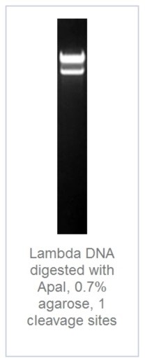 0,7% агарозный гель-электрофорез с результатами гидролиза ДНК фага лямбды эндонуклеазой рестрикции ApaI (1 сайт рестрикции).
