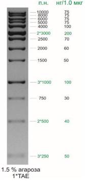 ДНК-маркер 10000/13R, 13 фрагментов от 250 до 10000 п.н. 250(2x), 500(2x), 1000(2x), 3000(2x); готовый к применению, 0,1 мг/мл, diaGene