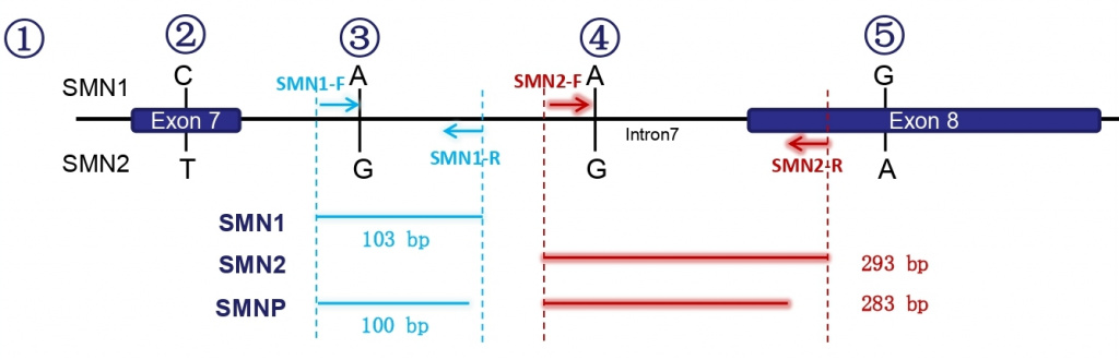 Праймеры для определения числа копий генов SMN1/SMN2