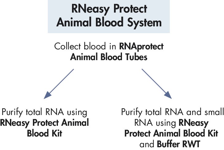 Схема использования miRNARNeasy Protect Animal Blood System miRNARNeasy Protect Animal Blood System – предназначена для сбора крови животных, стабилизации и очистки РНК и микроРНК
