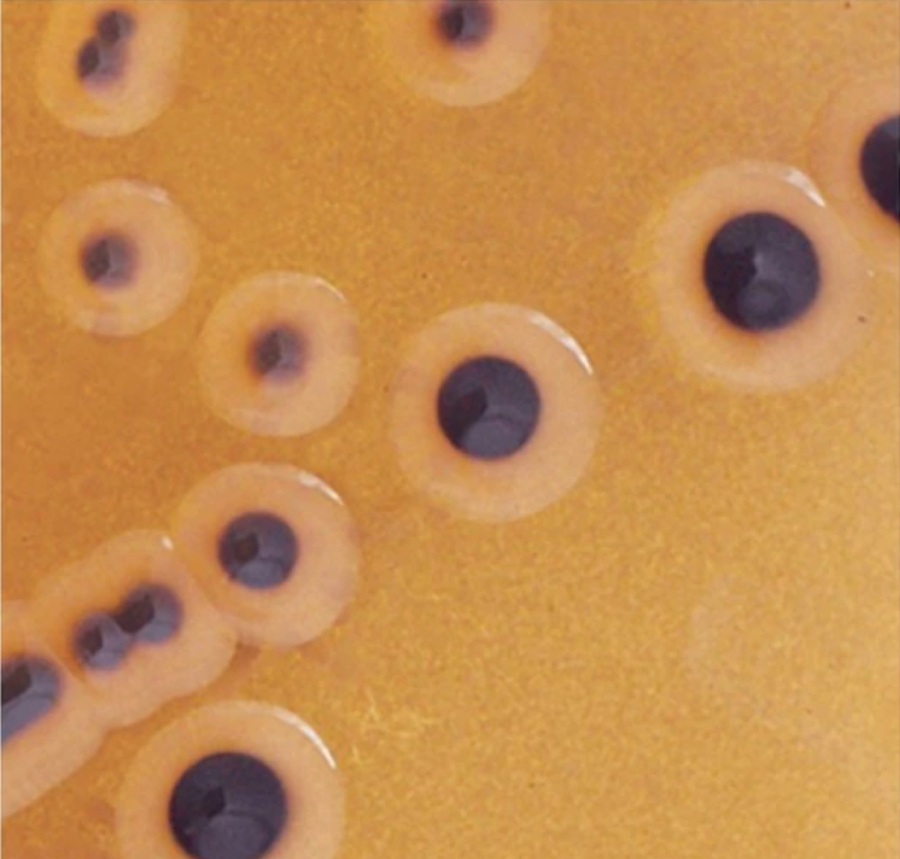 Контрольный штамм Salmonella enterica subesp. enterica serovar Typhimurium Culti-Loops