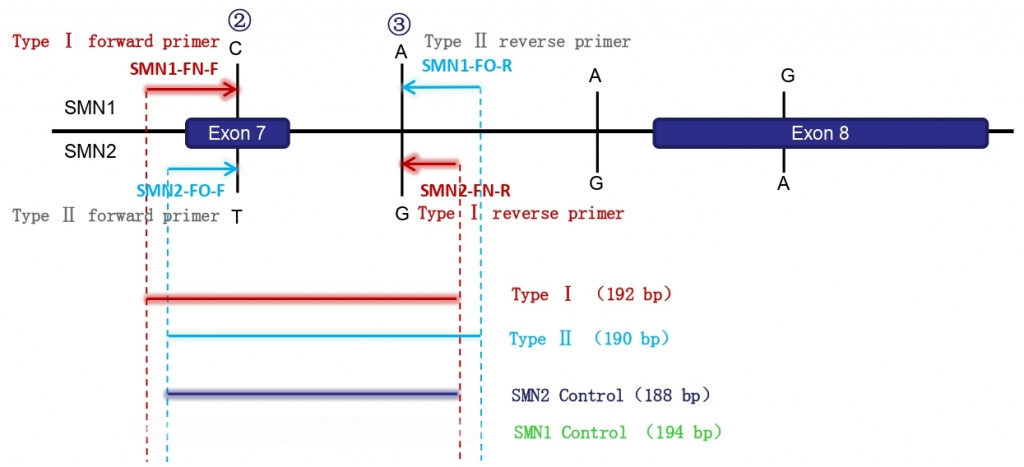 Праймеры конверсии генов SMN1/SMN2