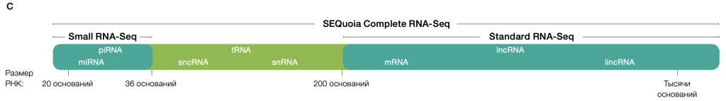 Набор SEQuoia Complete Stranded RNA Library Prep Kit. Диапазон РНК захватываемых набором SEQuoia Complete Stranded RNA Library Prep Kit