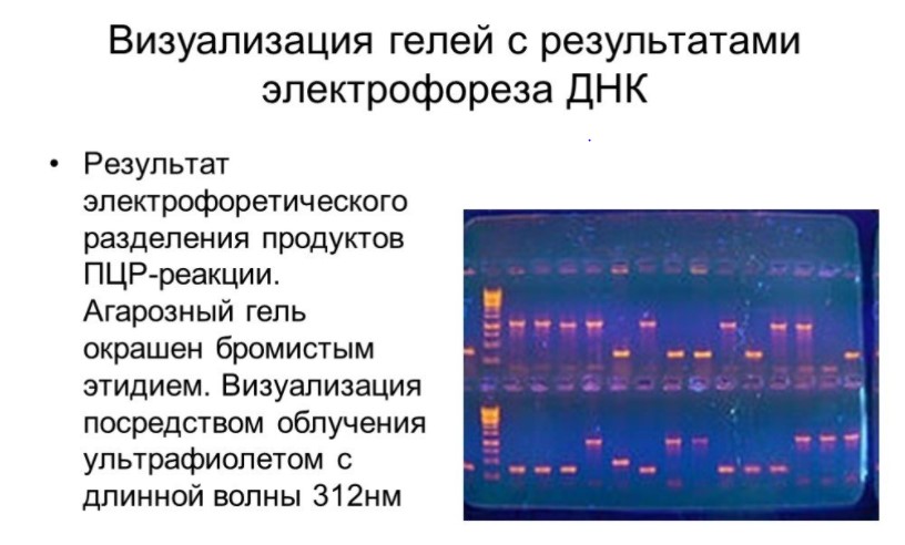 Визуализация гелей с результатами электрофореза ДНК