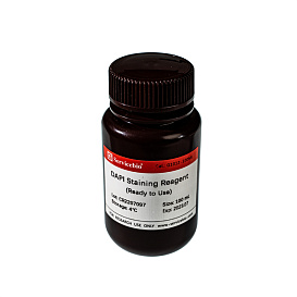 ДАПИ/DAPI, раствор, 2 мкг/мл, готовый к использованию, (2μg/mL, Ready to Use) Servicebio, Китай