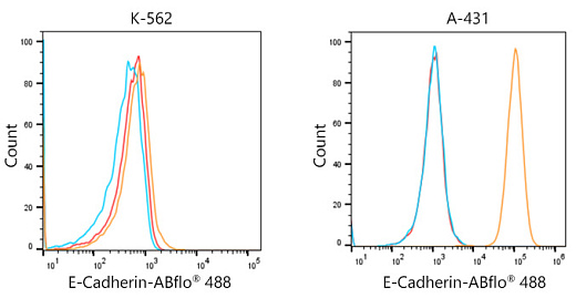 Антитела Anti-Rabbit IgG (H+L) козьи, поликлональные, коньюгированые с ABflo 488, проточный цитометрический анализ