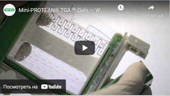Опыт работы с готовыми гелями Mini-Protean TGX, Bio-Rad, англ., 2012 г.