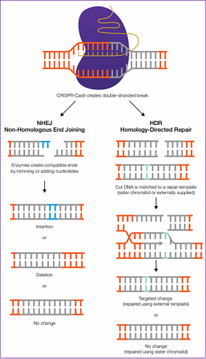 Сортер клеток Se3 упрощает рабочий процесс CRISPR-Cas9 редактирования генов