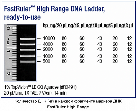 Маркер длин ДНК, FastRuler High Range, 5 фрагментов от 500 до 10000 п.н., готовый к применению Фото 1