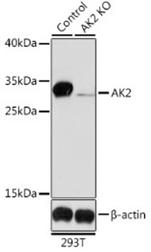 Антитела [KO Validated] AK2 кроличьи, поликлональные