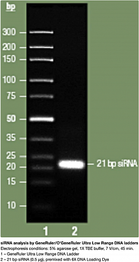 Маркер длин ДНК GeneRuler Ultra Low Range, 11 фрагментов от 10 до 300 п.н., готовый к применению, 0,1 мкг/мкл Фото 1