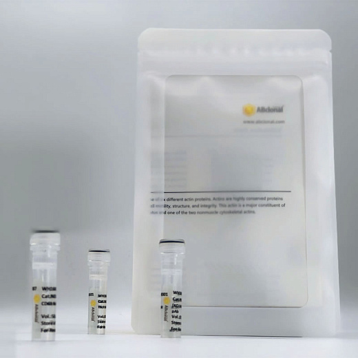 Антитела Anti-Rabbit IgG (H+L) козьи, конъюгированные с HRP