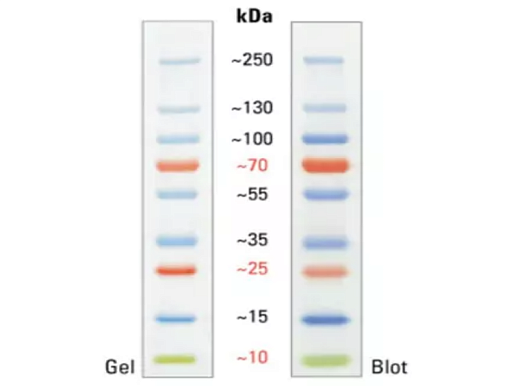 Маркер молекулярного веса белков, 10-250 кДа, предокрашенный