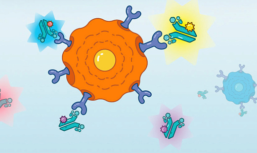 Антитела anti-Pig CD8A, кроличьи, моноклональные, конъюгированы ABflo 488, ABclonal, Китай