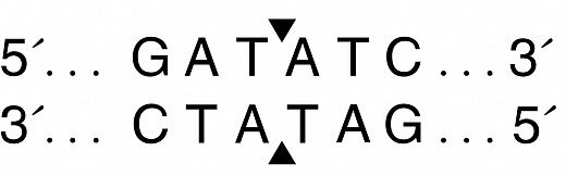  Эндонуклеаза рестрикции EcoRV, 100 000 ед/мл, New England Biolabs