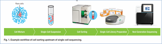 Пример рабочего процесса сортировки клеток