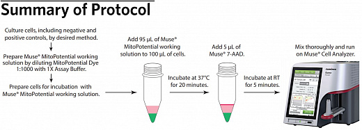 Набор для анализа митохондриального потенциала Muse MitoPotential Kit, 100 тестов Фото 2