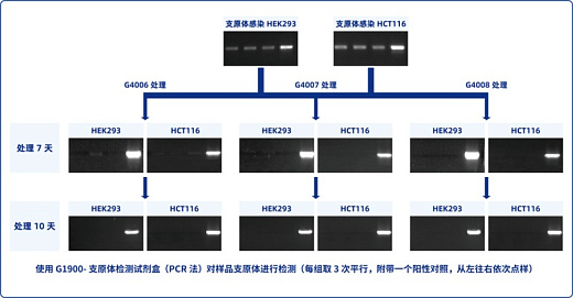 Сравнение продуктов Servicebio для удаления микоплазмы