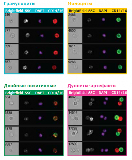 Проточный цитофлуориметр, до 4 лазеров, до 10 флуоресцентных параметров, с визуализацией, Amnis FlowSight Фото 2