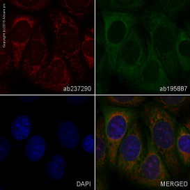 Антитела Recombinant Anti-Glypican 1/ GPC1, 100 мкл, Abcam