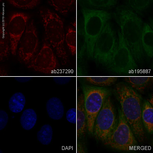 Антитела Recombinant Anti-Glypican 1/ GPC1, 100 мкл, Abcam
