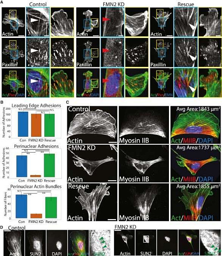 Система многопараметрического анализа клеток CellInsight 5, 5 каналов детекции Фото 3