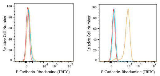 Антитела Anti-Rabbit IgG (H+L) козьи, поликлональные, коньюгированые с Rhodamine (TRITC), проточный цитометрический анализ анализ