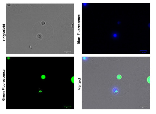Совместная инкапсуляция клеток. Можно совместно инкапсулировать более одного типа клеток в пределах одного скаффолда. Это идеально подходит для изучения межклеточных или клеточно-патогенных взаимодействий.