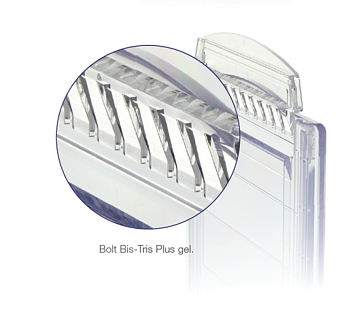 NW00102BOX Гель полиакриламидный Bolt Bis-Tris Mini Protein Gel, 8 х 8 см, 12 лунок, 10%, 10 шт./уп., Thermo FS