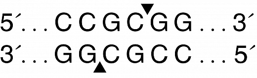  Эндонуклеаза рестрикции SacII, 20 000 ед/мл, New England Biolabs