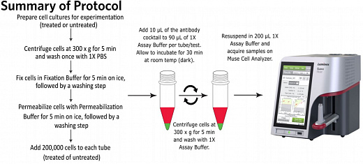 Набор для анализа активации AKT (общ./фосф.) Muse PI3K Activation Dual Detection Kit, 200 тестов Фото 3
