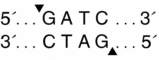  Эндонуклеаза рестрикции Sau3AI, 5 000 ед/мл, New England Biolabs