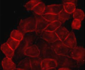 Иммунофлуоресценция: клетки HeLa, окрашенные антителами anti-EGFR antibody в разведении 1:200.