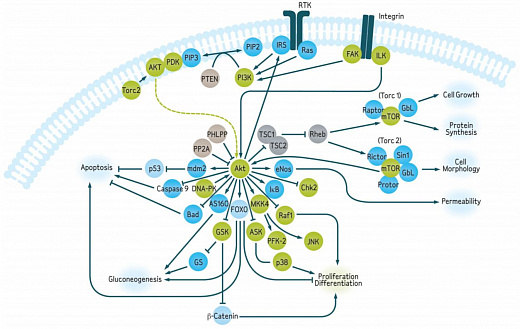 Набор для анализа активации AKT (общ./фосф.) Muse PI3K Activation Dual Detection Kit, 200 тестов Фото 1